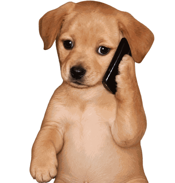 The puppy holding a phone to his ear